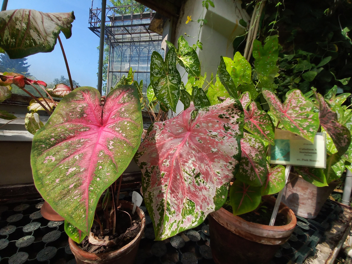 Каладиумы в Ботаническом саду Спб. Фото автора, Екатерина Орлова.