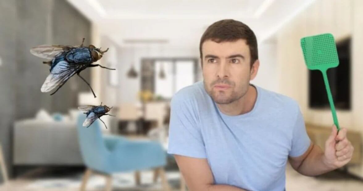    Мух привлекает наш запах, который они чувствуют на большом расстоянии. Источник: reporteconfidencial.info