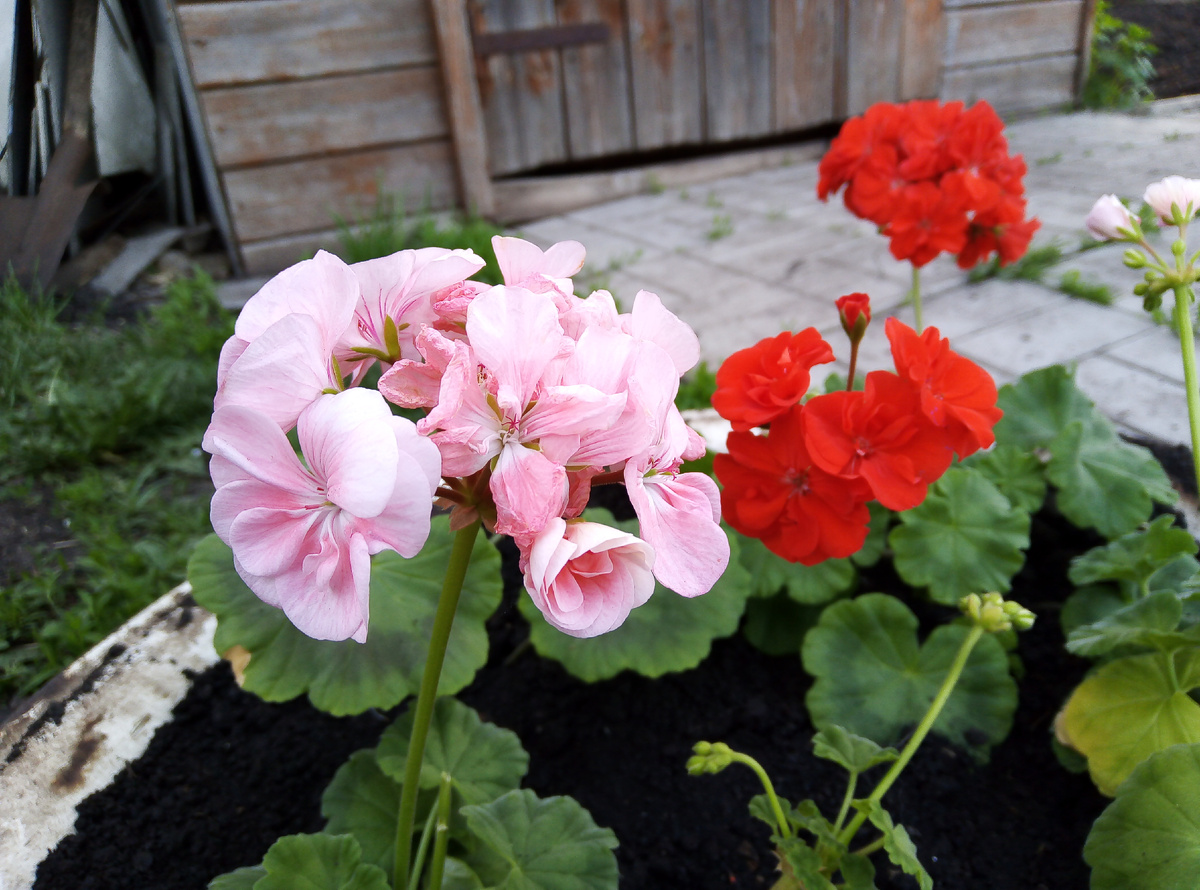 еще красоты Герани в ленту, личное фото