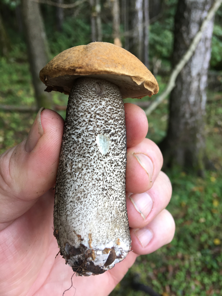 Не сфотографировать гриб, невозможно