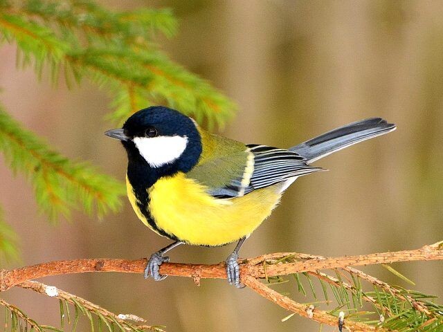 Большая синица. Фото взято из открытого доступа.