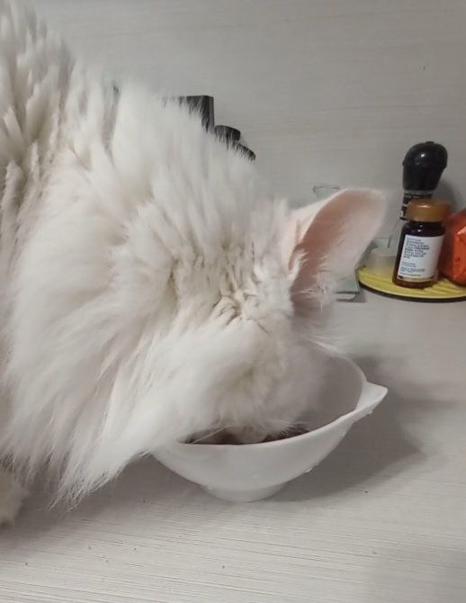 Белка с удовольствием поглощает влажный корм