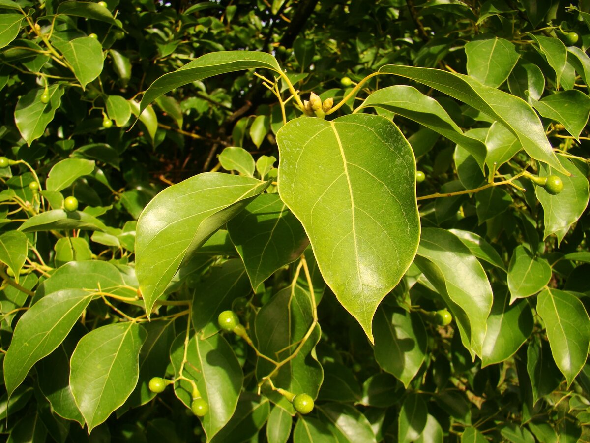 Cinnamonum camphora