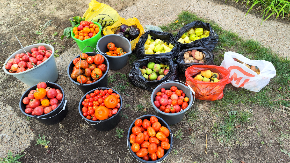 Переработка дело трудоёмкое, в этом сезоне попробуем частично закрывать сами на месте, благо вода здесь сейчас чистая есть, хранить тоже есть где, подвал огромный 