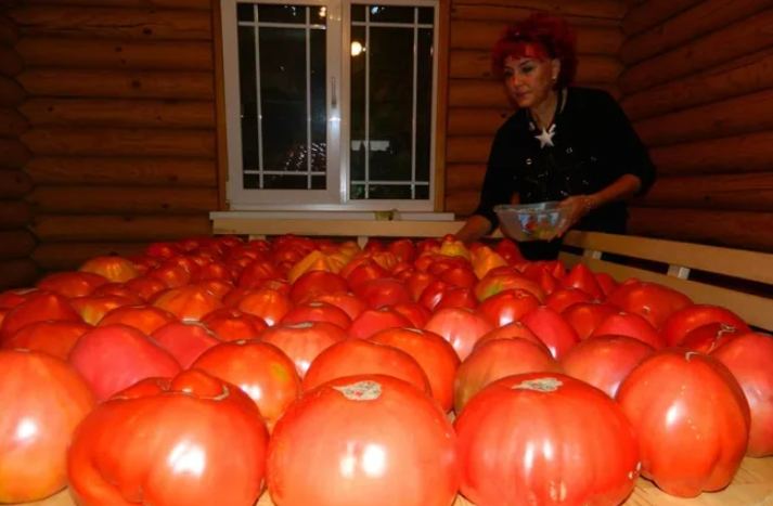 Наталья Щербакова со своим урожаем минусинских томатов. https://n1s1.hsmedia.ru/1b/8f/8e/1b8f8ee3297ad3bd203ca8a8445685c4/656x492_1_529fc1e32e35c1da81f3e40bdcfd6aca@1680x1260_0xIKHyCPj1_7751098355545450467.jpg.webp