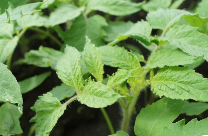 По сути, цель при любом способе - крепкая рассада