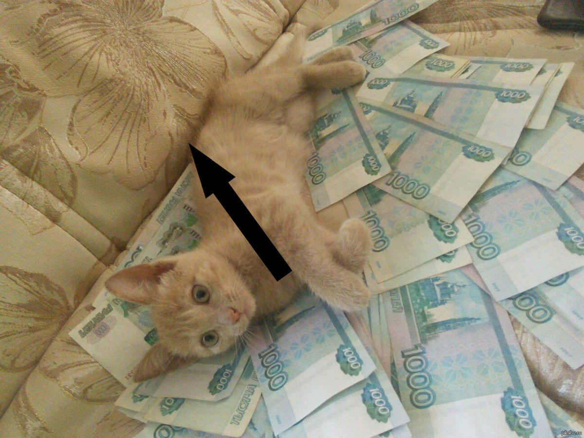    Коты и деньги: когда смешное становится гениальным