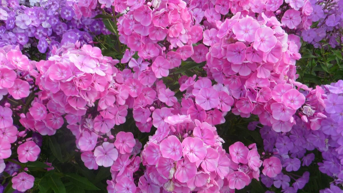 1. Флокс АНАСТАСИЯ (Anastasia)