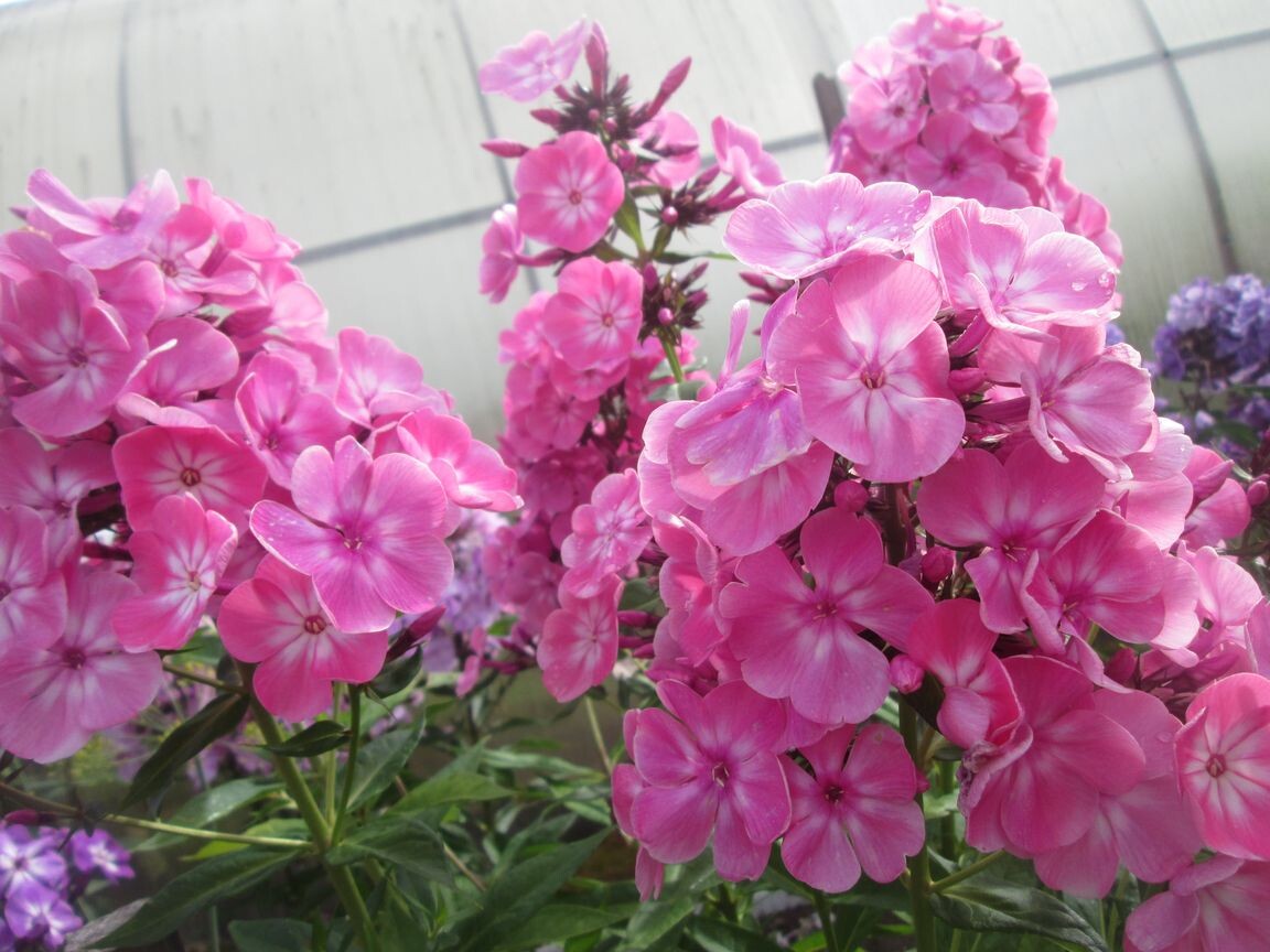 2. Флокс АНАСТАСИЯ (Anastasia)