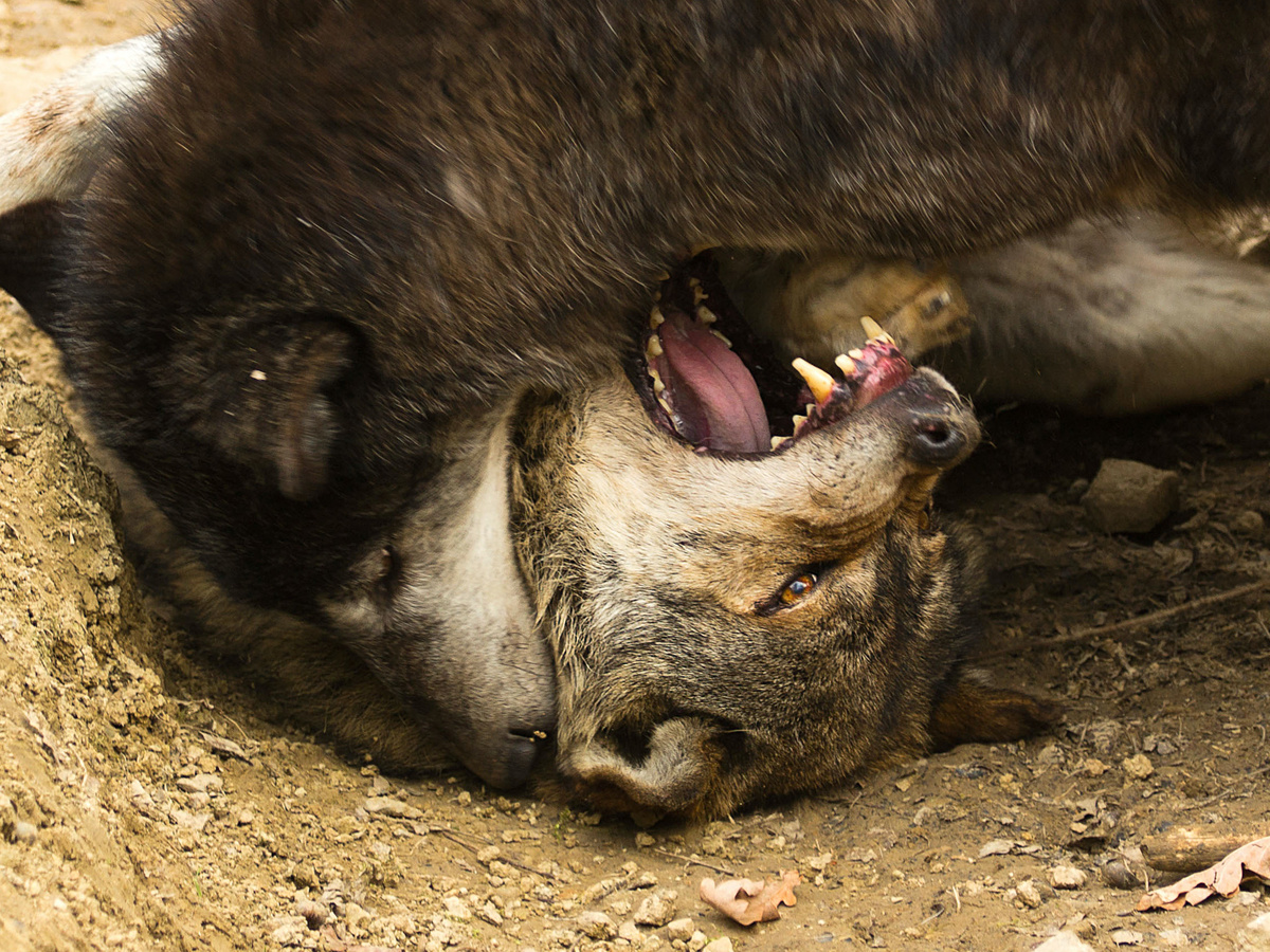     ,  ,    .         !          ...      .            . : blacktigersdream, CC BY-NC-ND 2.0