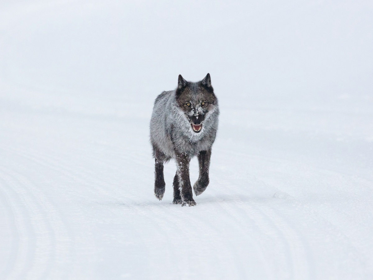: Yellowstone National Park, Public domain
