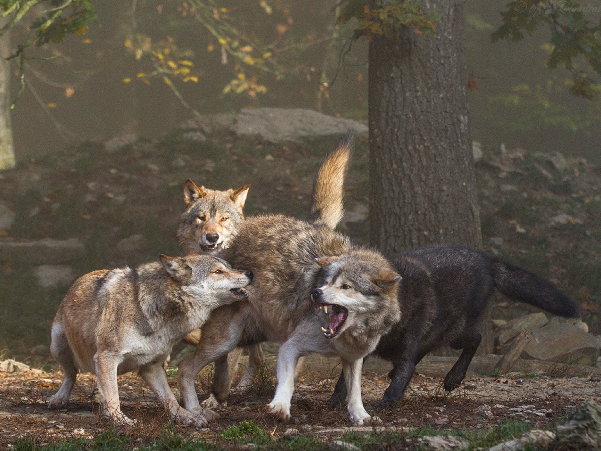 : blacktigersdream, CC BY-NC-ND 2.0