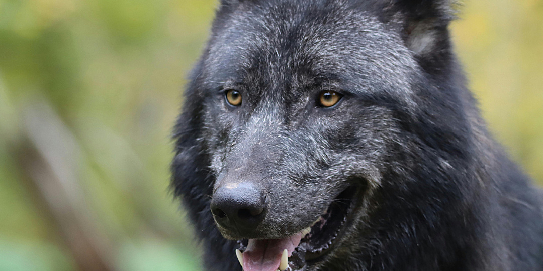 Волк — хищник, и не нужно его романтизировать