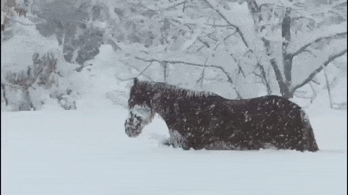 Лошадь в префектуре Токачи (Хоккайдо, Япония) гуляет по свежему снегу 4 февраля