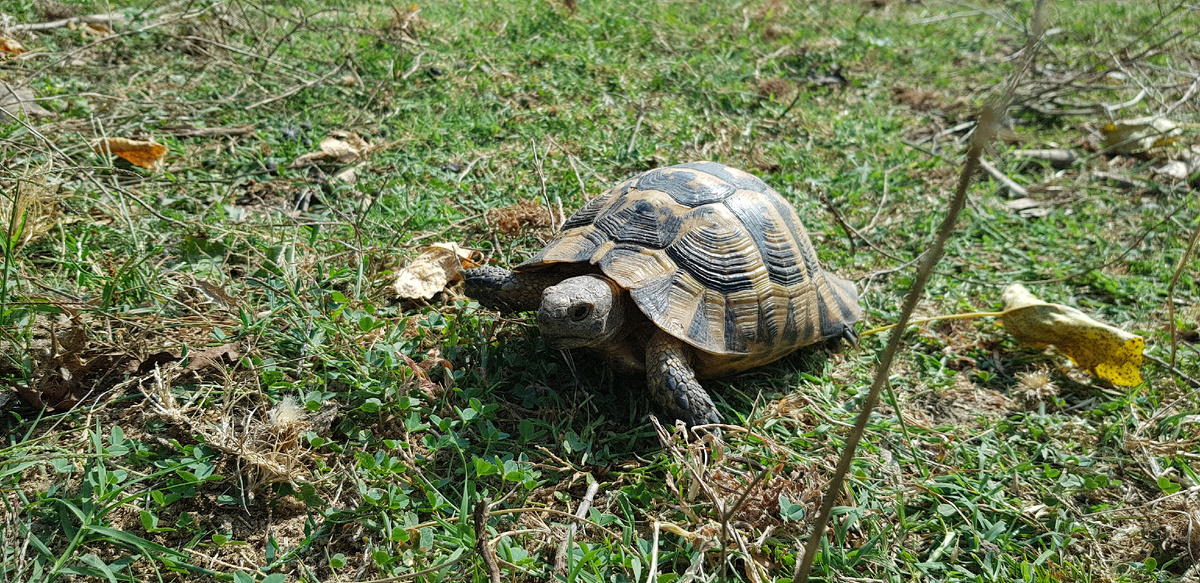 Встреча с черепахой. Фото Elena HrisTan 