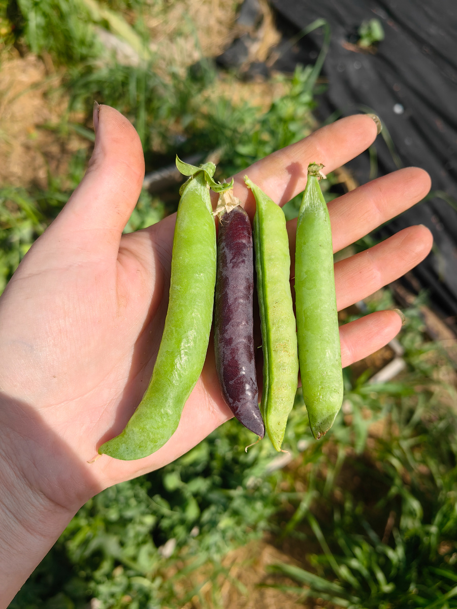 самая крупная это сорт Чудо Лопатка