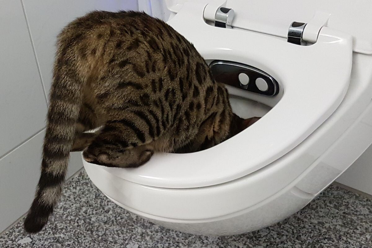 Кот пьёт из унитаза