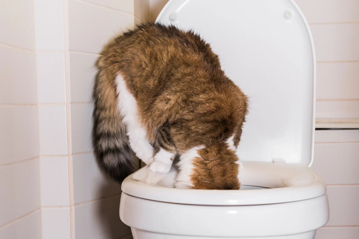 Кошка пьёт из унитаза