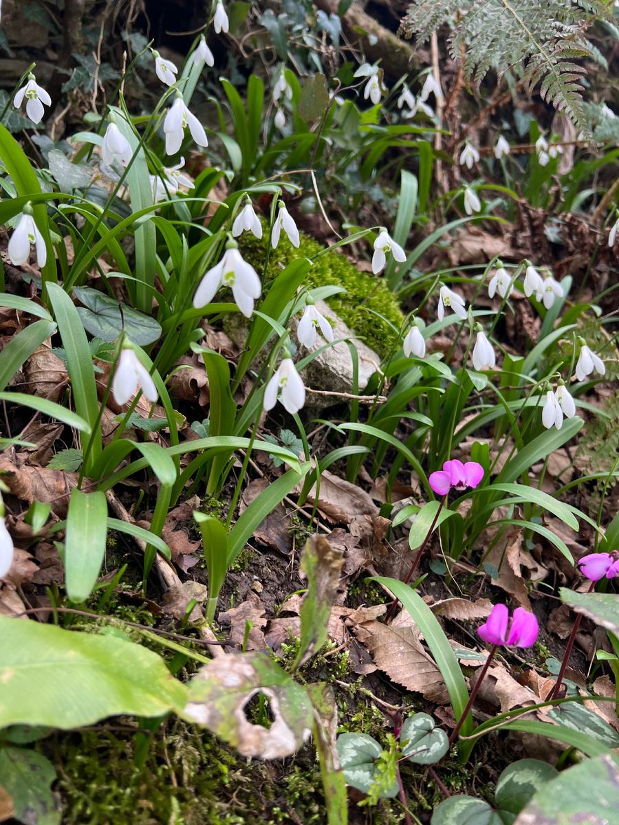 Подснежники Воронова и цикламены.