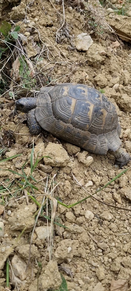 Окаймлённая сухопутная черепаха. Фото Elena HrisTan 