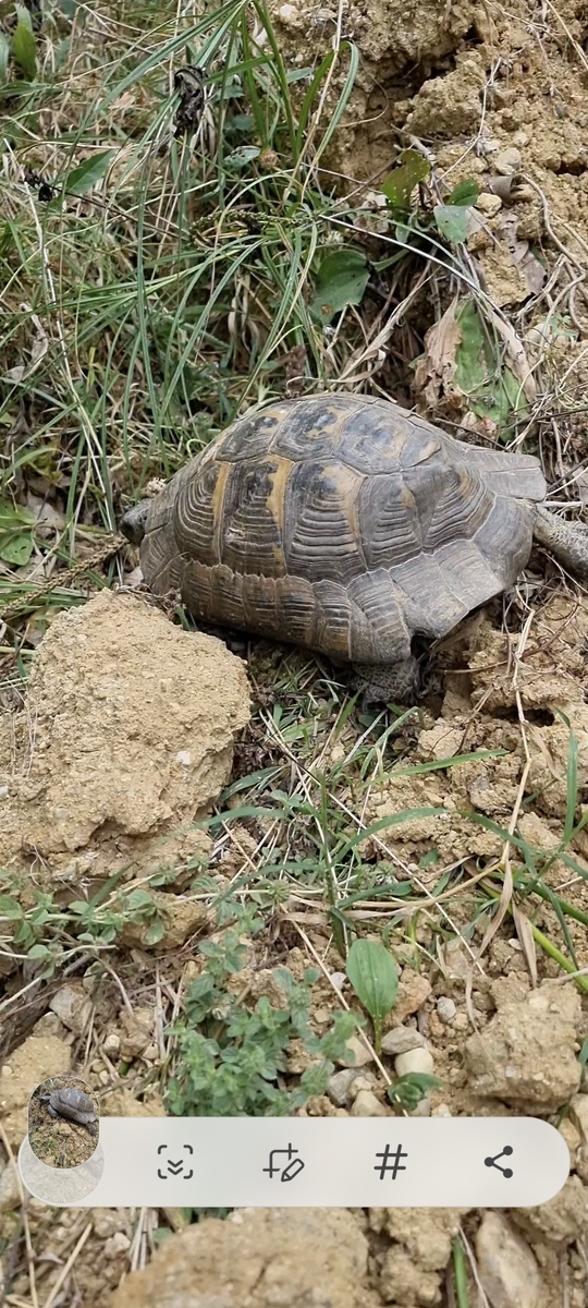Окаймлённая сухопутная черепаха в Турции.Фото Elena HrisTan 