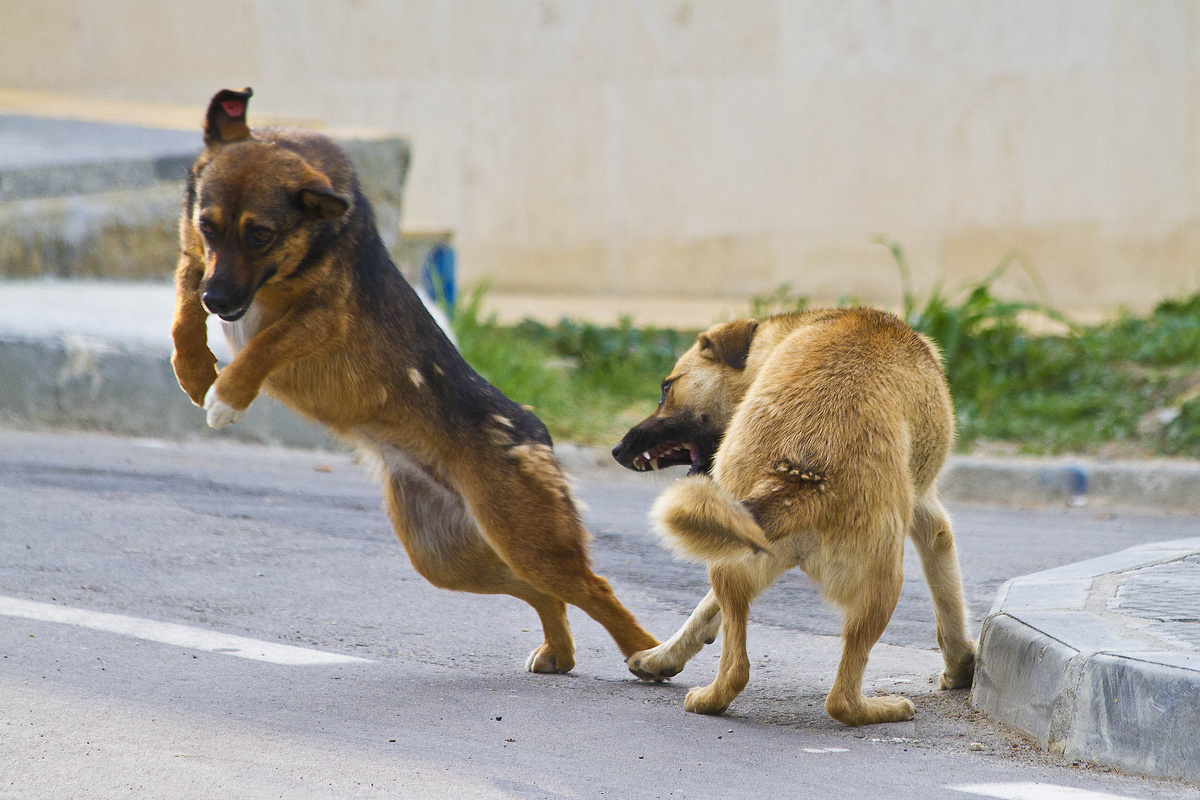 Не зря вместо слова "ругаться" используют "собачиться"