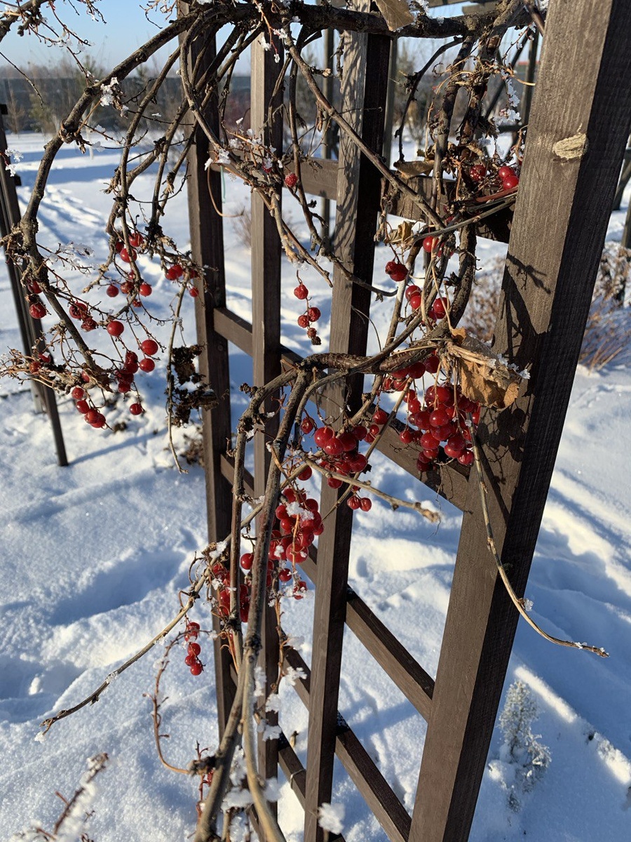 Шпалеры для клематисов зимой украшены ягодами калины