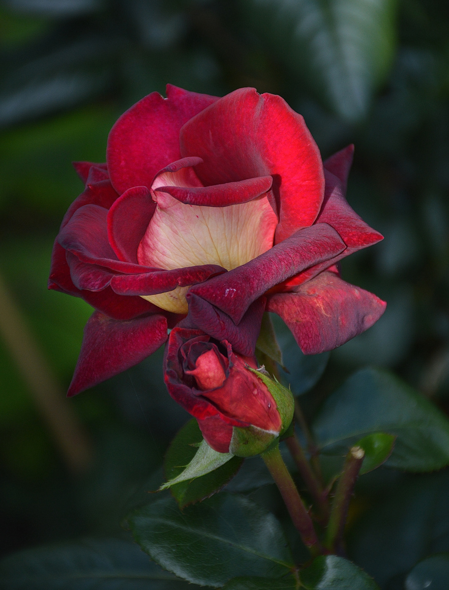 12 июля 2023. Все фотографии в статье мои. Розы - тоже