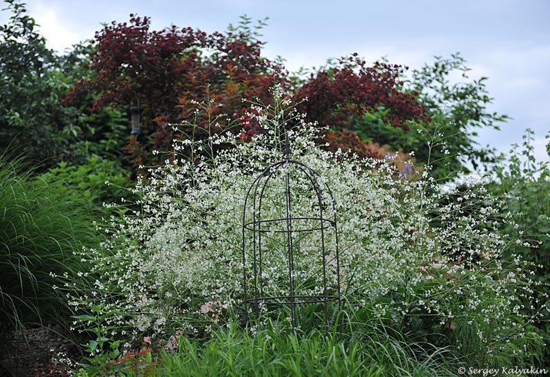 Катран сердцелистный. 2 фото, листайте