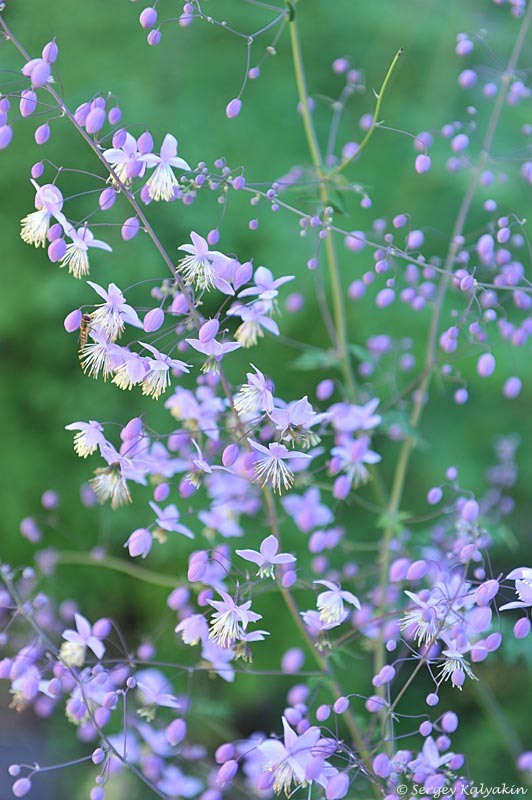 Василистник Делавея. 2 фото, листайте