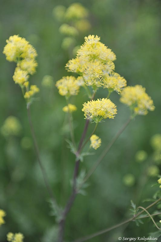 Василистник желтый