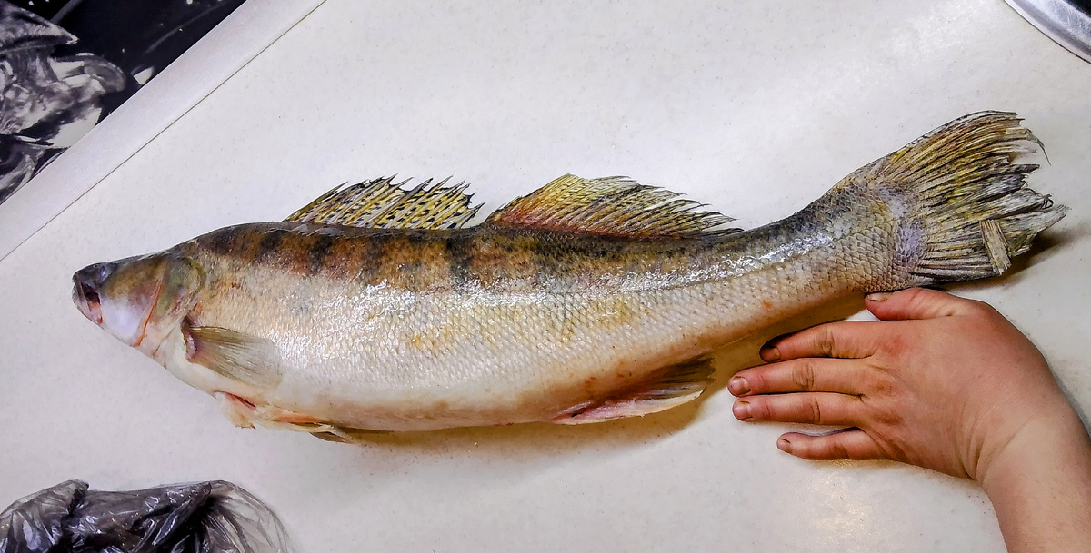 Рыбка, моя руку это чтобы вы поняли её размер