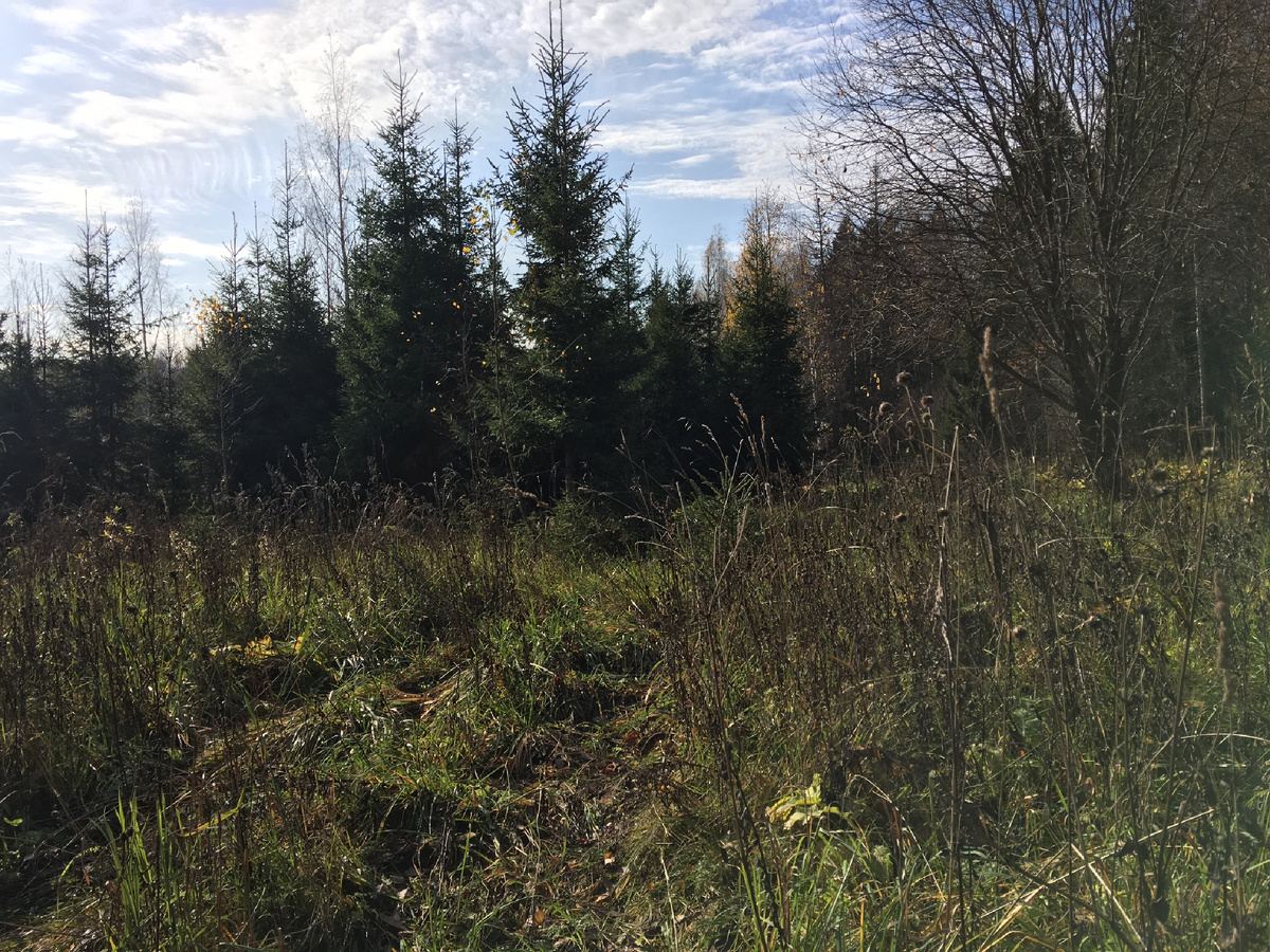 Отличное место для рыжиков, группы молодых ёлок от двух метров высотой