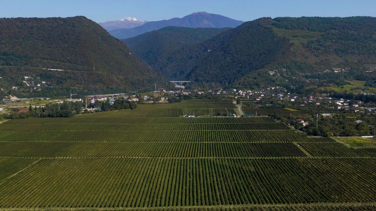 Виноградники в Абхазии