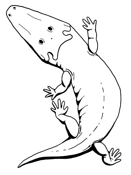 Джаммербергия, реконструкция.