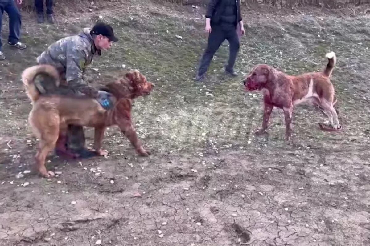    Readovka: на Кубани и на Ставрополье подпольно организуют собачьи бои