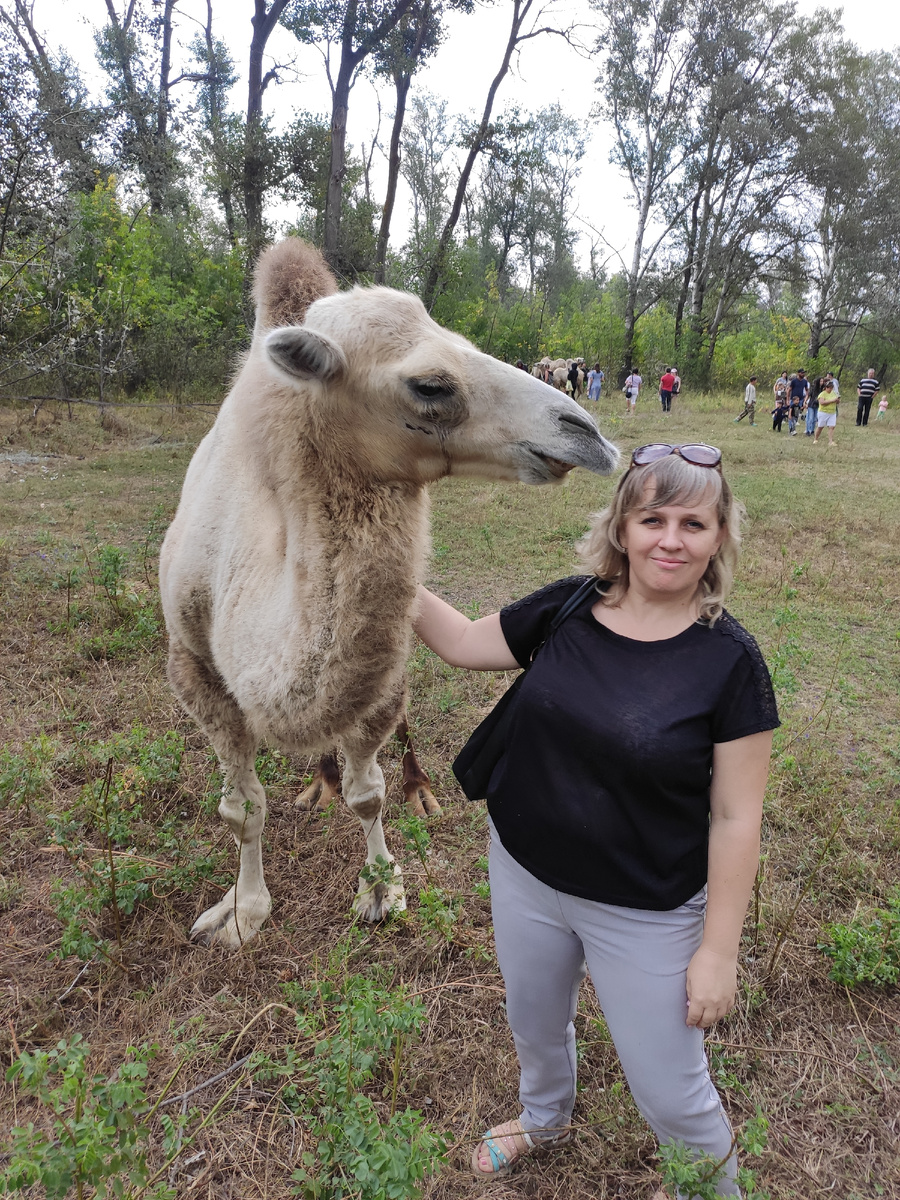 Моё общение с верблюдами))