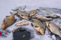 Пониженная концентрация кислорода заставляет леща собираться ближе к течению. 