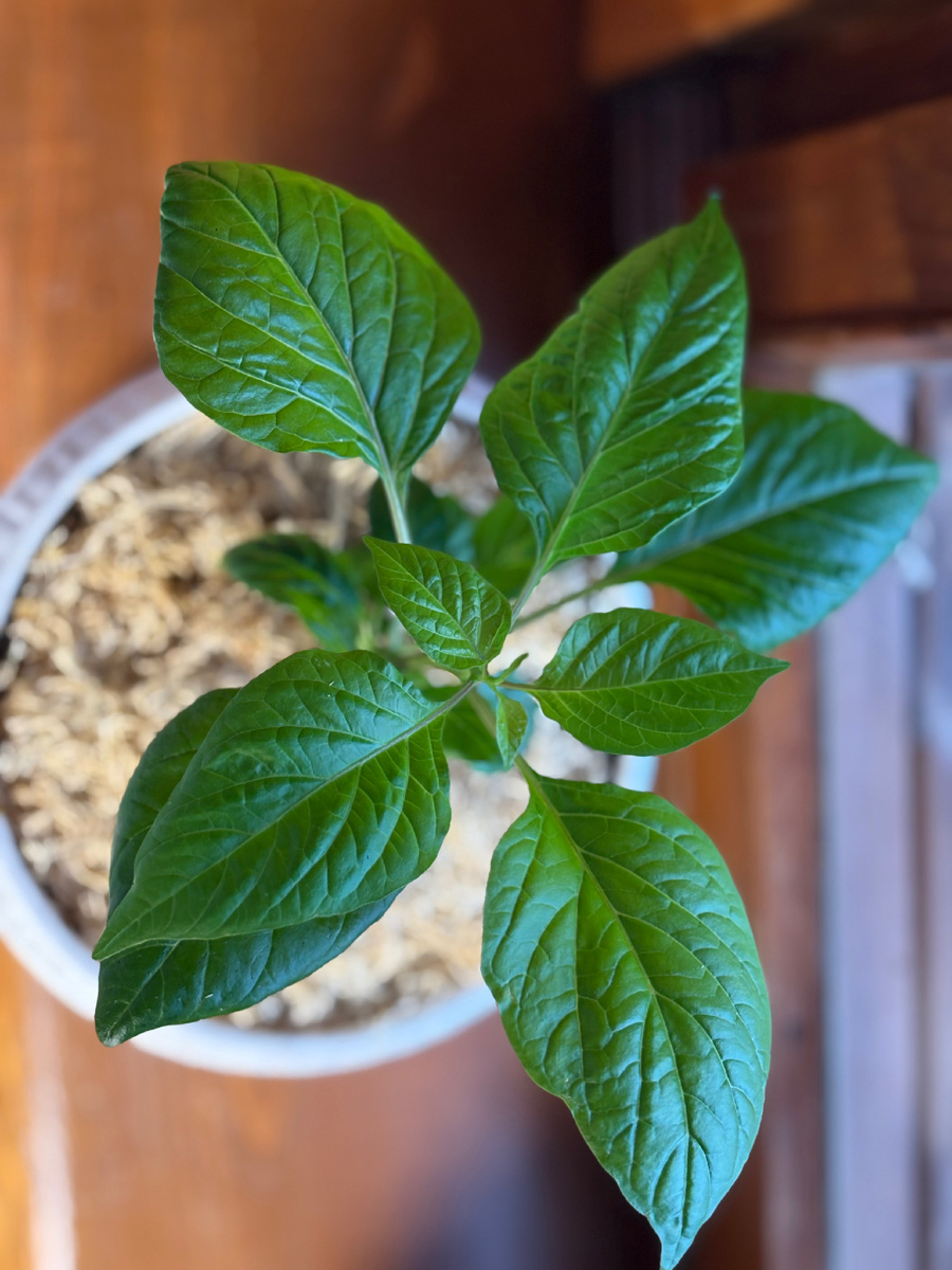 Моя рассадка, можно приобрести