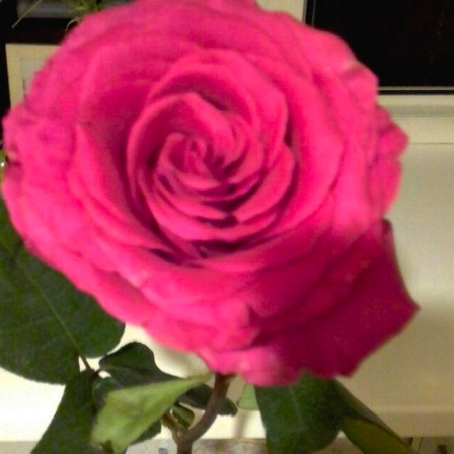 Роза любимица всех , но особенно англичан .