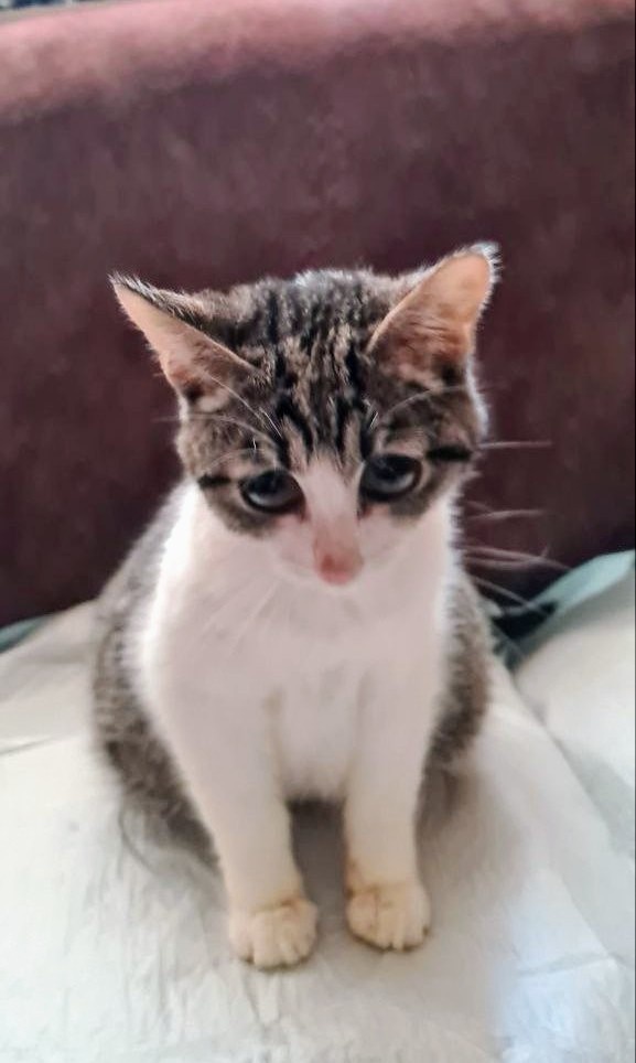 Еë не лечить? Дать умереть? 