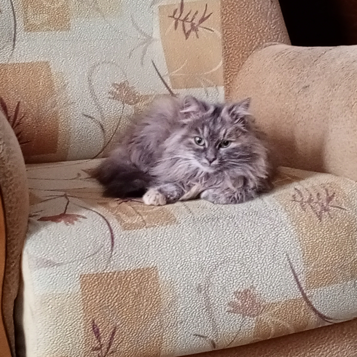 Масяня любит слушать чтение, особенно когда я читаю детские книги, или устраивается рядом со мной, когда шелестят и переворачиваются страницы бумажной книжки