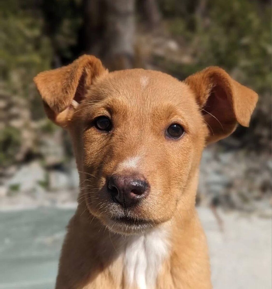 Я живу в приюте. Ария, девочка, 2 месяца