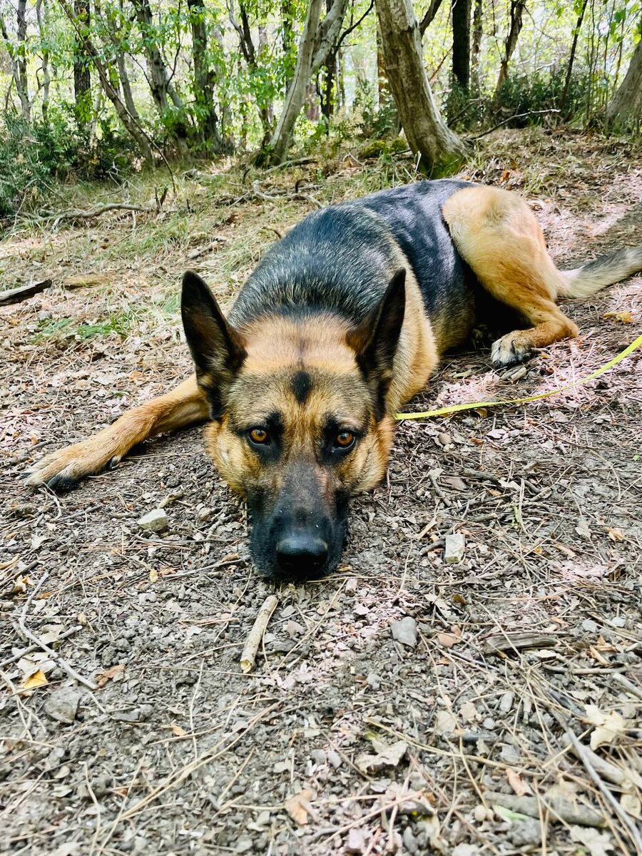 Герда, 3 года