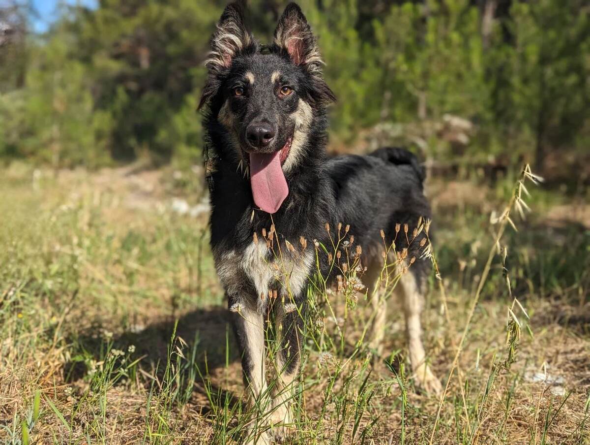 Энжел, 1 год