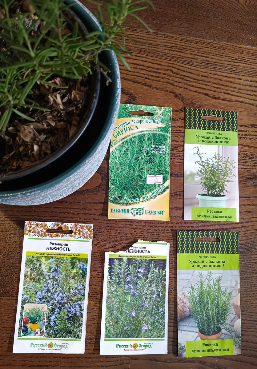 Видно же , что руки долго не опускали! Есть ежики и кактус, а есть Наташа и розмарин!