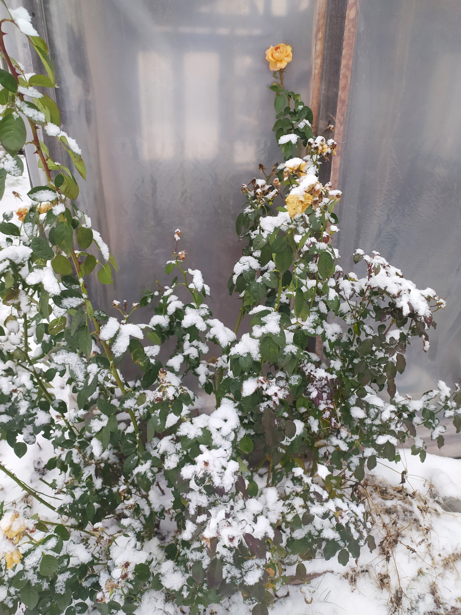 Роза флорибунда