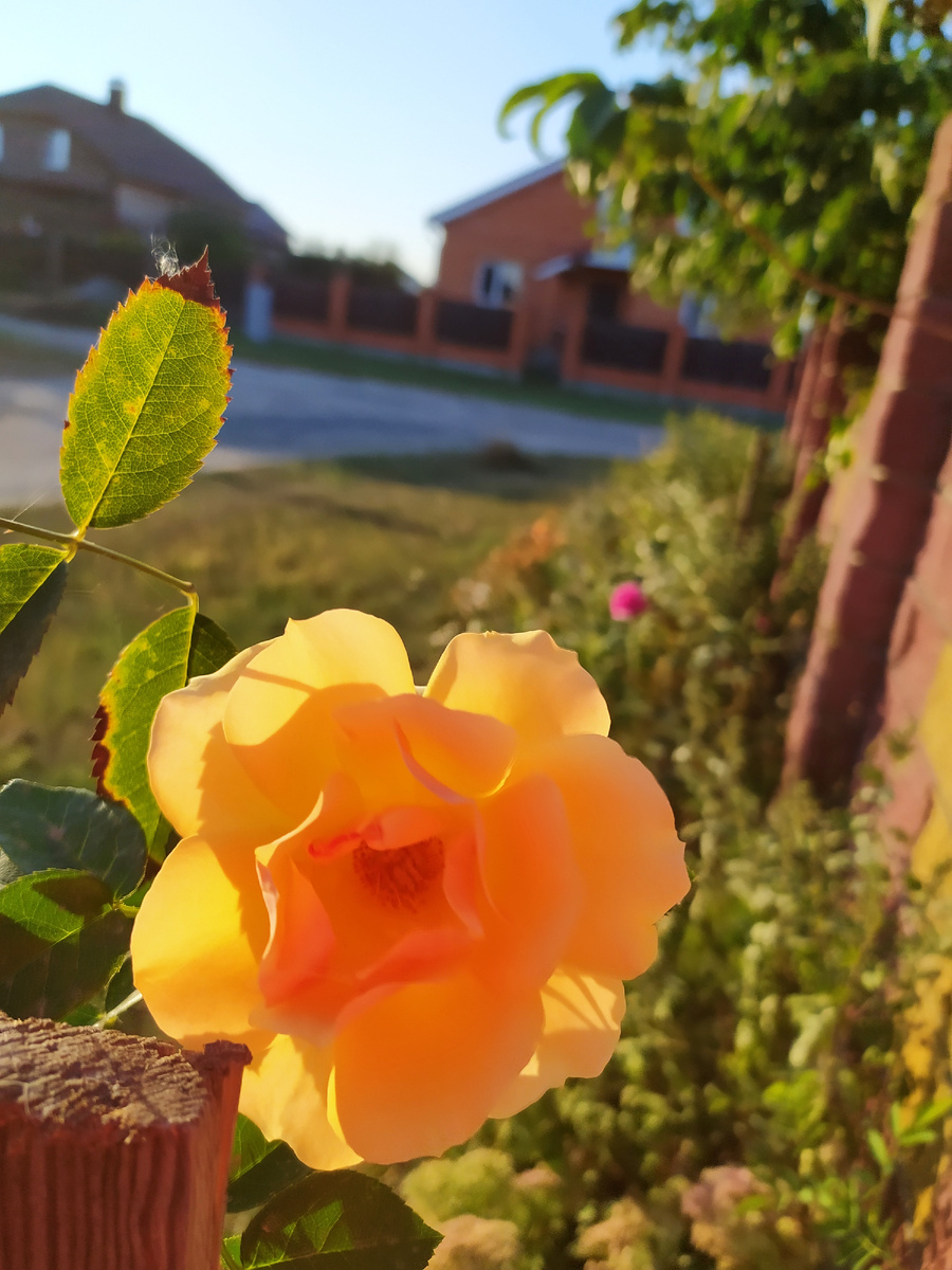 Флорибунда на штамбе.