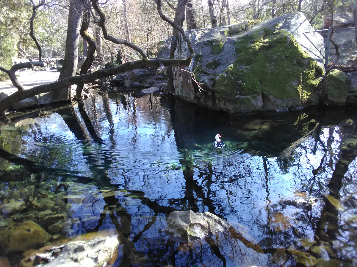 Пруд в Воронцовском парке в Алупке часть системы водоотведения. 