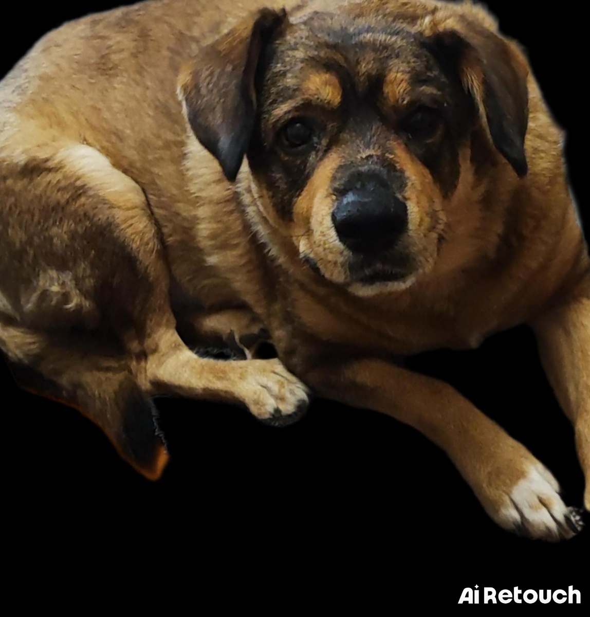 Моя любимая Клипса ( в прошлом была бездомной)  